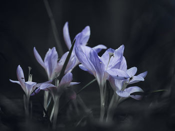 Close-up of purple crocus flowers