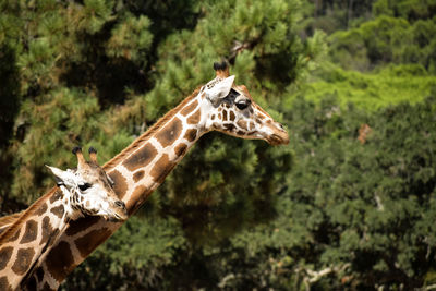 View of two giraffes