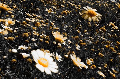 High angle view of yellow flowering plant on field