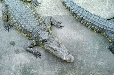 Top view crocodile sleeping on the cement floor in the farm