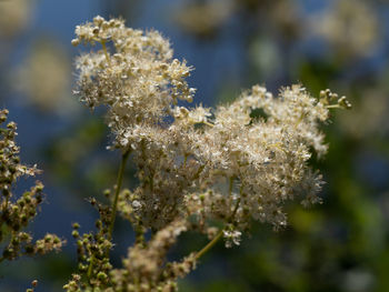 Close-up of white flowering plant