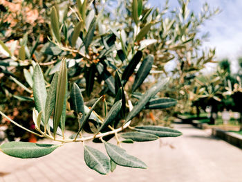 Close-up of plant against white wall