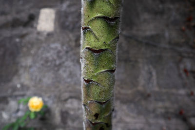 Close-up of green lizard on tree trunk