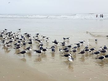 Flock of birds on beach