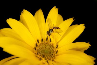 Insect on yellow flower