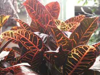 Close-up of leaves against blurred background