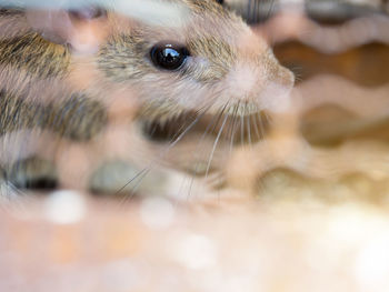 Close-up portrait of a rabbit