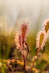 Close-up of flowers against blurred background