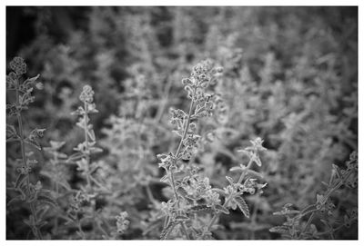 Close-up of flowers growing in field