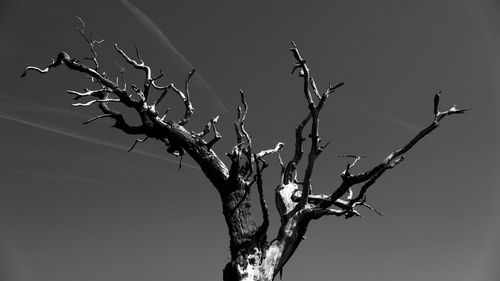 Low angle view of bare tree against clear sky