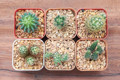 High angle view of cactus on wooden table