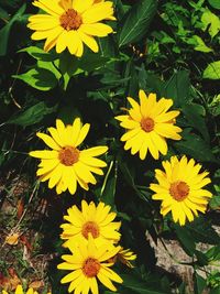 High angle view of yellow flowering plants