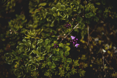 Close-up of plants growing outdoors