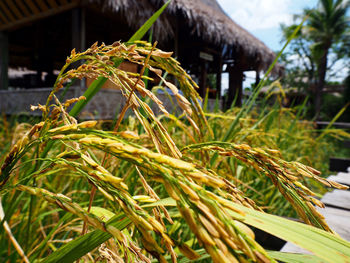 Close-up of plant growing on field