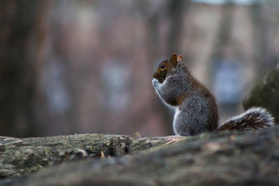 Close-up of squirrel