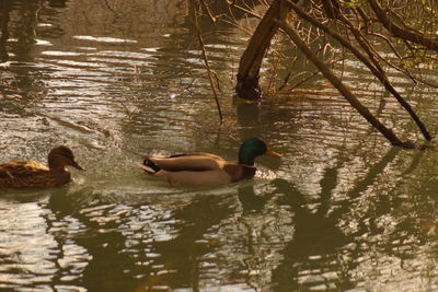 Ducks swimming on lake