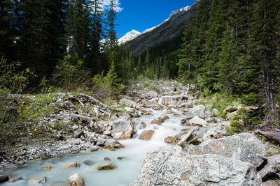 Scenic view of river in forest against sky