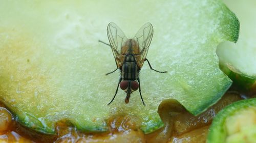 Close-up of insect