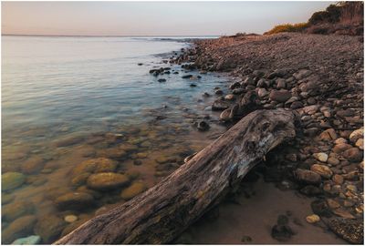 Driftwood on beach