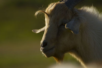 Close-up of a horse