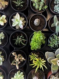 High angle view of potted plants