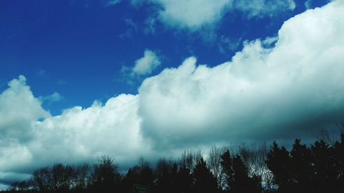 Low angle view of trees against blue sky