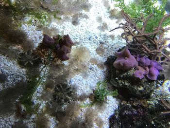 Close-up of starfish on rock in water