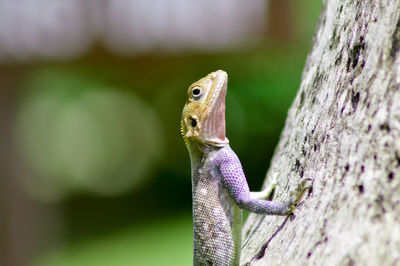 Close-up of lizard on tree in sunny day