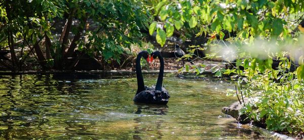 Black swans swimming in lake