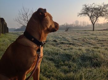 Dog on field against sky