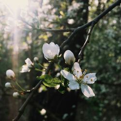 Close-up of white flowers blooming on tree