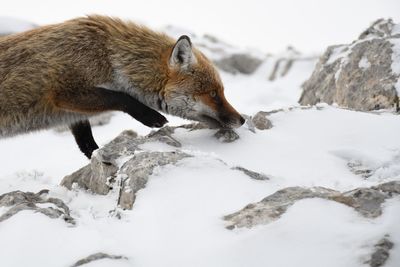 Fox on snowy rocks