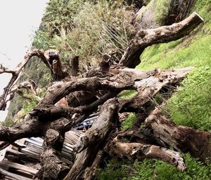 Stack of tree trunk in forest