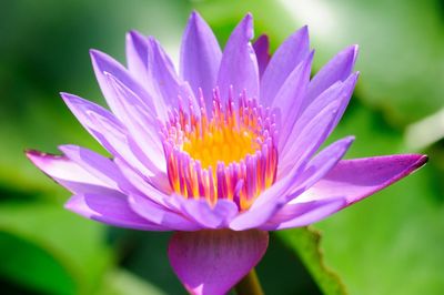 Close-up of purple water lily