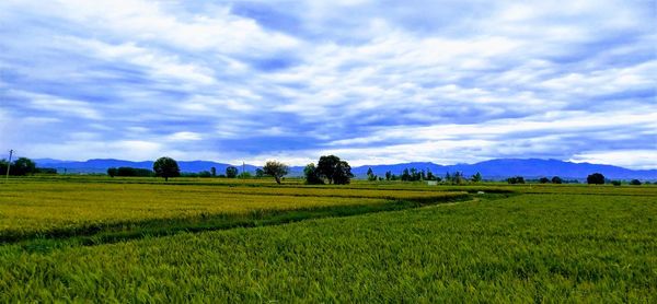Scenic view of agricultural field against sky