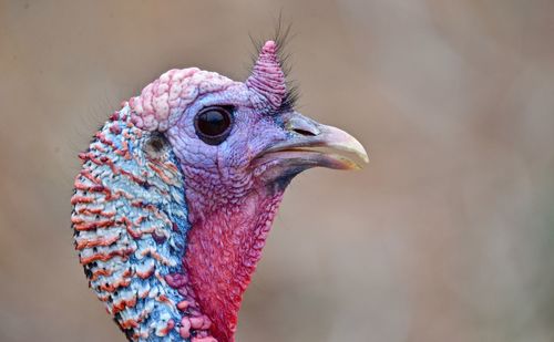 Close-up of a bird