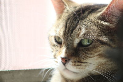 Close-up of cat looking away