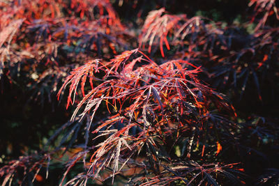 Close-up of plant during autumn