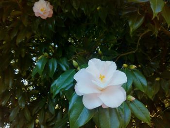 Close-up of flowers