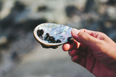 Close-up of human hand holding shells