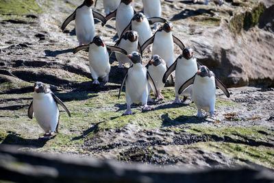 View of birds on land