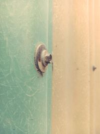 Close-up of snail on wall