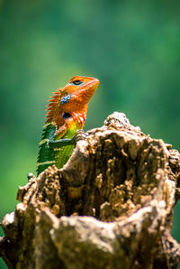 Close-up of bird perching on a tree