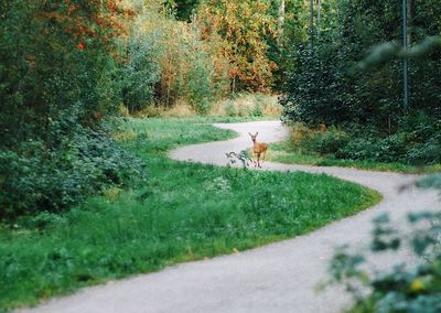 View of a dog on road