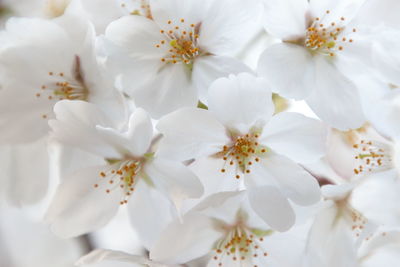 Close-up of white flower