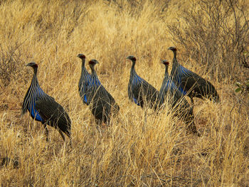 Birds in grass