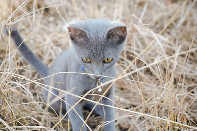 Portrait of a cat on field