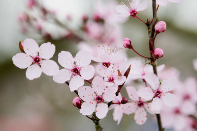 Close-up of cherry blossom tree