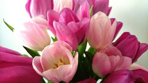 Close-up of pink flowers