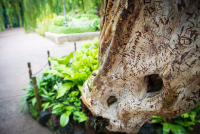 Close-up of tree trunk